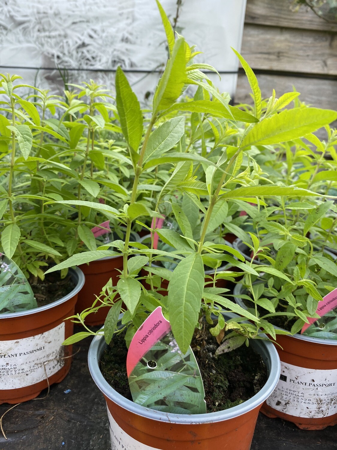 LEMON VERBENA LIPPIA CITRIODORA strong bushy plants . Make Lemon Verbena Tea ..Spiders hate its strong fragrance