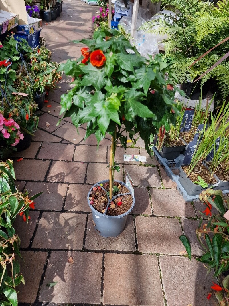 ABUTILON - orange bell Mini Tree for Pots ..non stop bell like flowers from May until October