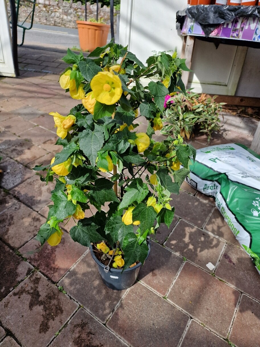 Abutilon &#39;Yellow&#39; Big Yellow Bell flowed non stop until October..perfect for pots