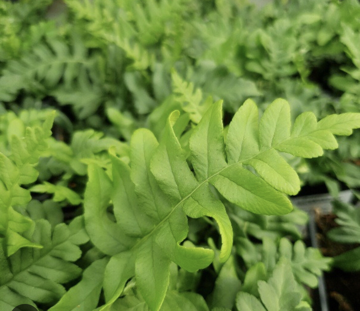 POLYPODIUM POLDY hardy fern for pots or  beds Evergreen to Semi evergreen. Fronds Waxy texture