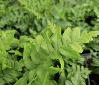 POLYPODIUM POLDY hardy fern for pots or  beds Evergreen to Semi evergreen. Fronds Waxy texture
