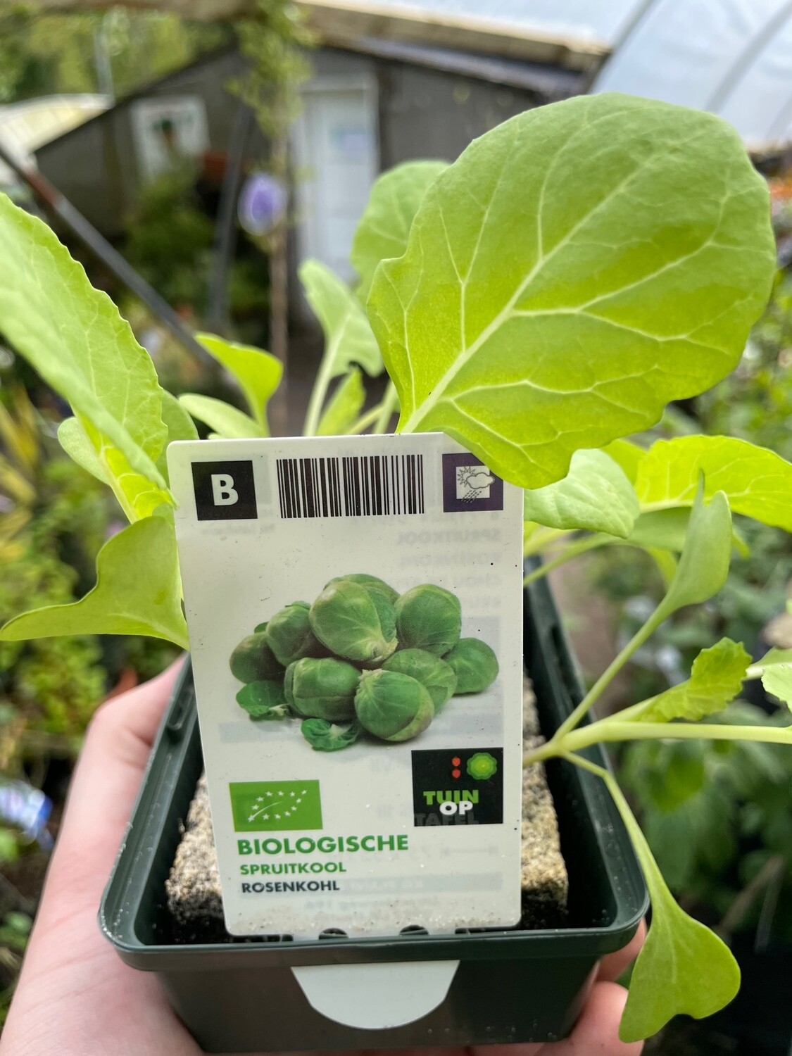 6 Brussels Sprouts Plants in Tray