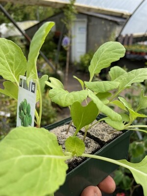 6 Brussels Sprouts Plants in Tray