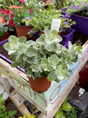 Silver Helichrysum