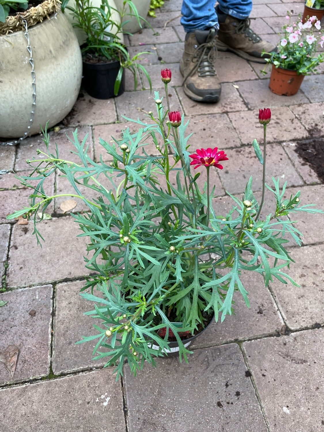 Aramis Daisy “Classic Deep Red “ Argryanthemum Aramis Daisy 'Red'