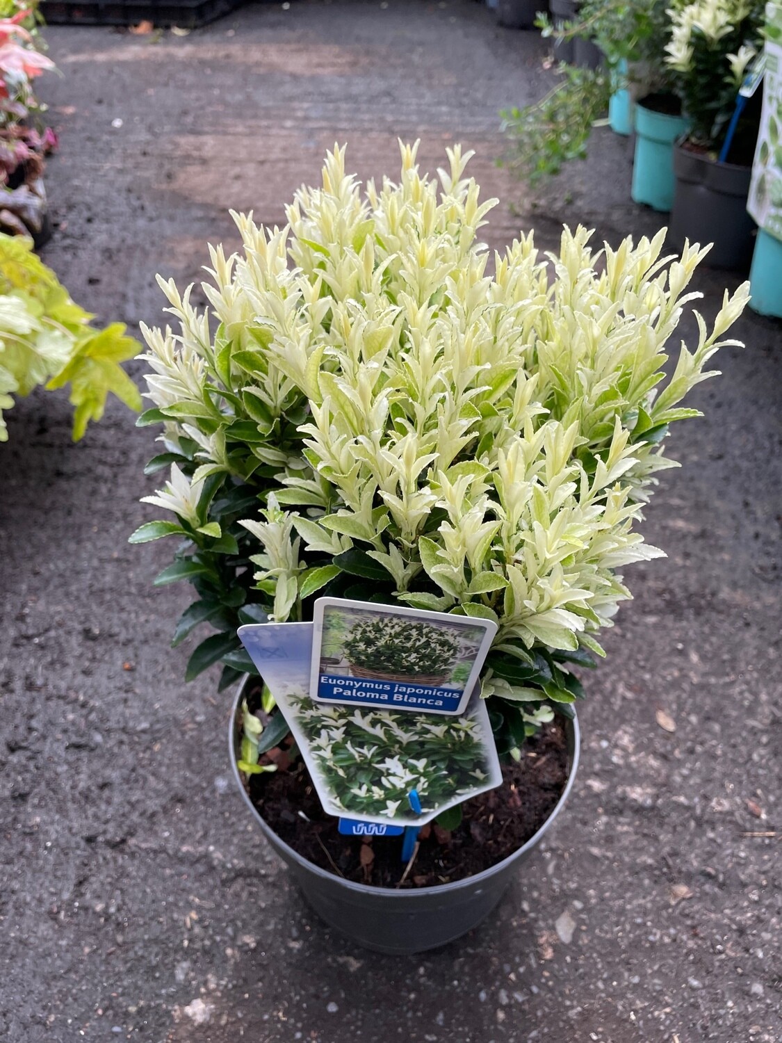 Euonymus &#39;Paloma Blanca&#39;