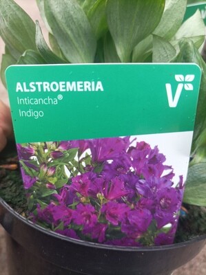 Princess Lily ,Alstromeria Indigo - a Dwarf Princess Lily ,flowers non stop from June Until October ..Good in pots or beds ...Winter hardy and lasts for years