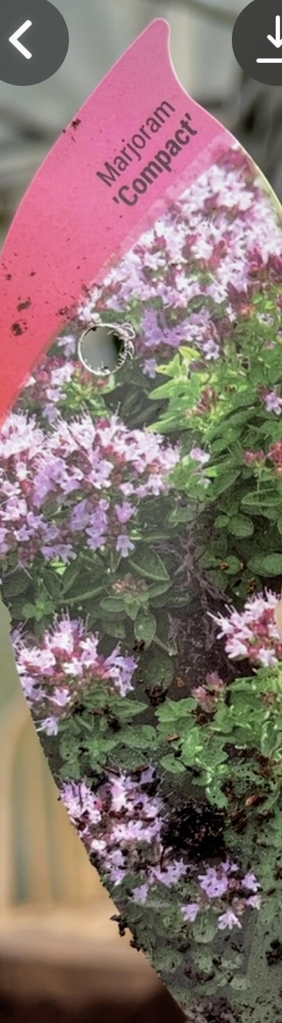 Compact Marjoram A carpet plant that loves spreading on banks or spilling over walls and kerbs Winter hardy and loved by bees and pollinators