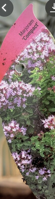 Compact Marjoram A carpet plant that loves spreading on banks or spilling over walls and kerbs Winter hardy and loved by bees and pollinators