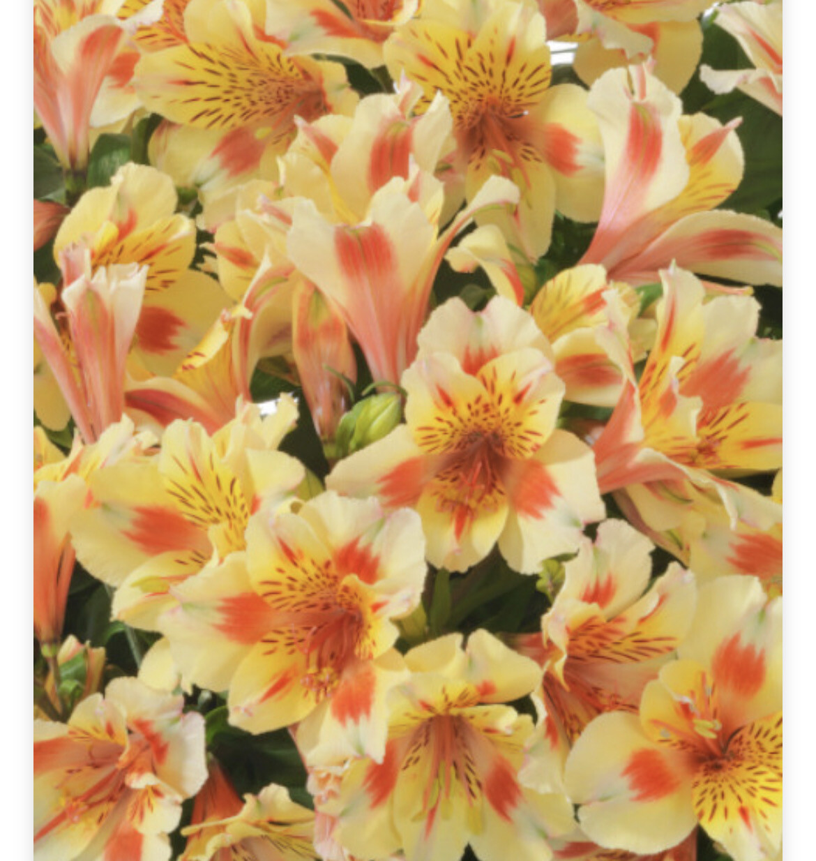 Princess Lily Rio ALSTROMERIA RIO a dwarf Princess Lily that flowers from June Until October. Winter hardy and lasts for years. Good in pots or beds STRONG BUSHY PLANTS ,ALL IRELAND DELIVERY