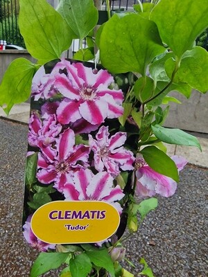 Clematis &#39;Tudor&#39;