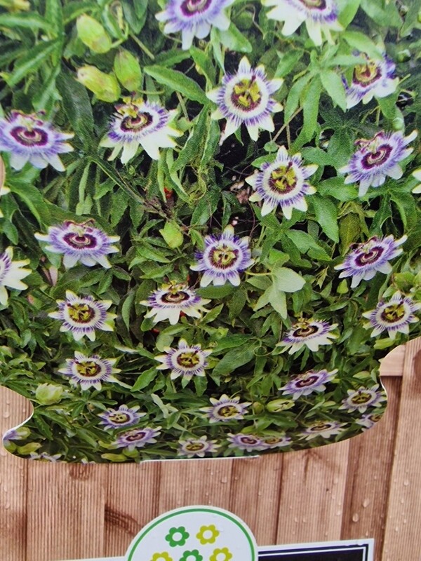 Passion Flower