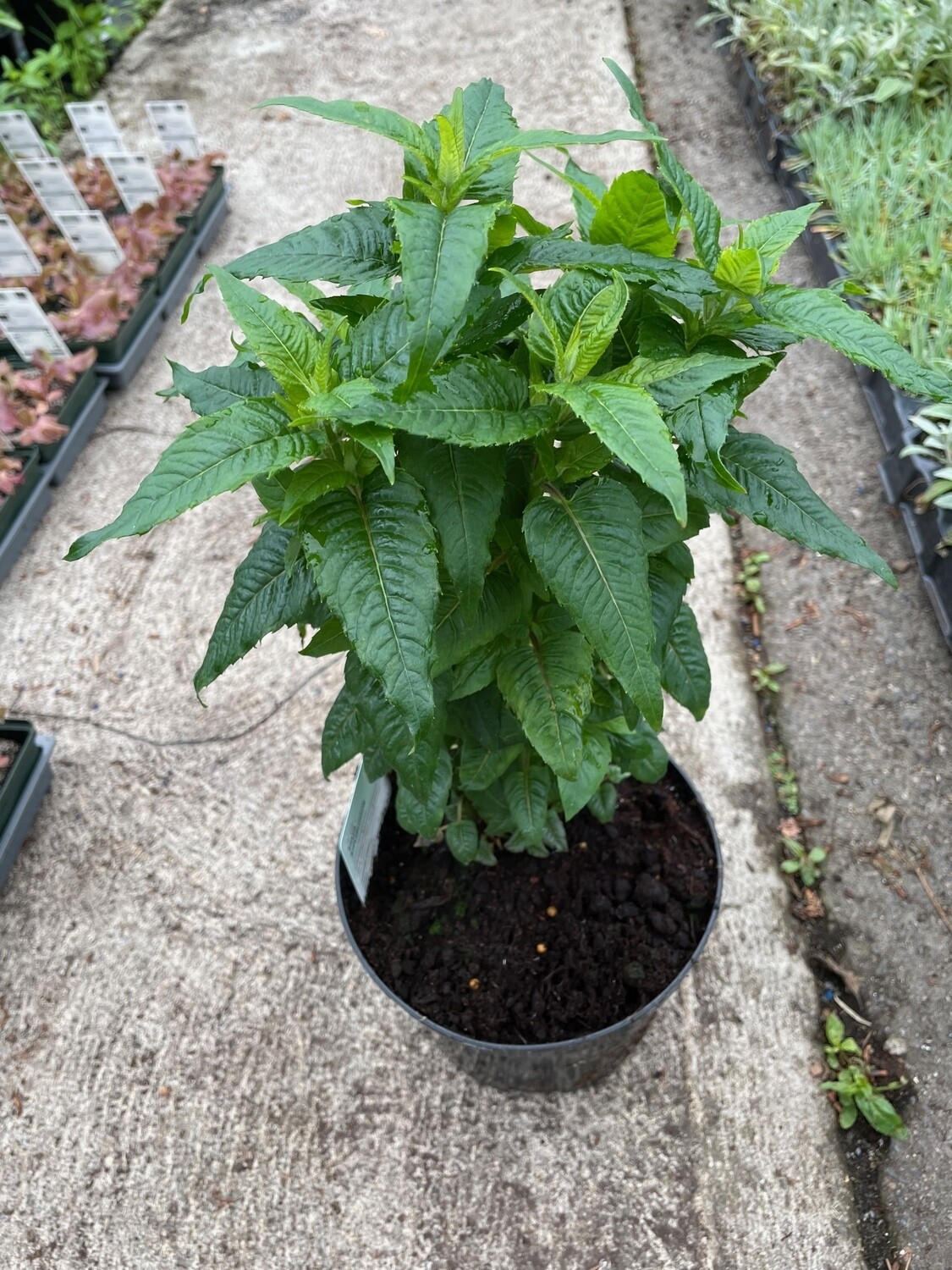 Monarda Melua &#39;Rose&#39;