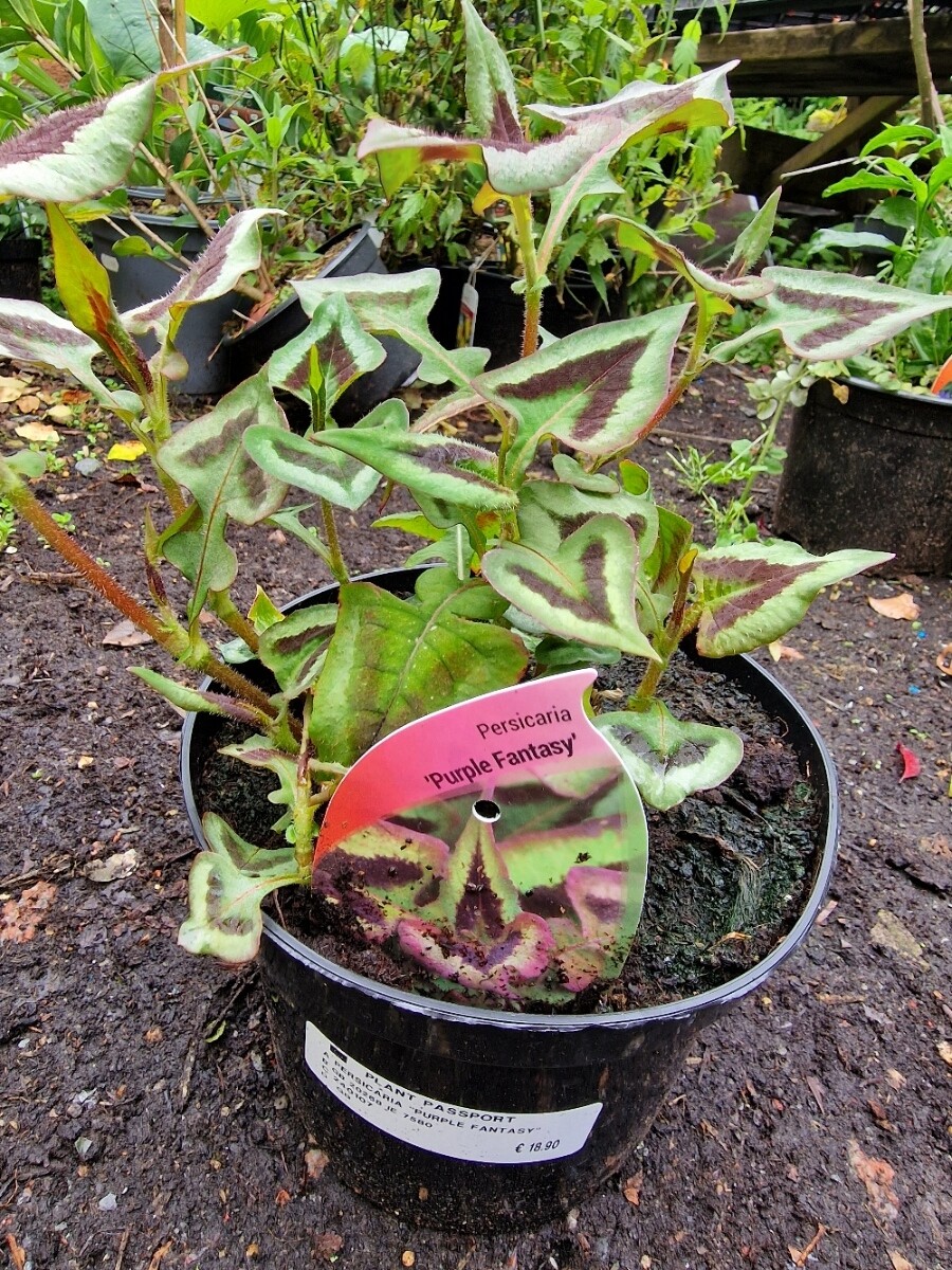 Persicaria &#39;&#39;Purple Fantasy&#39;&#39; hardy perennial with a Kaleidoscope of foliage colours. Winter hardy and lasts