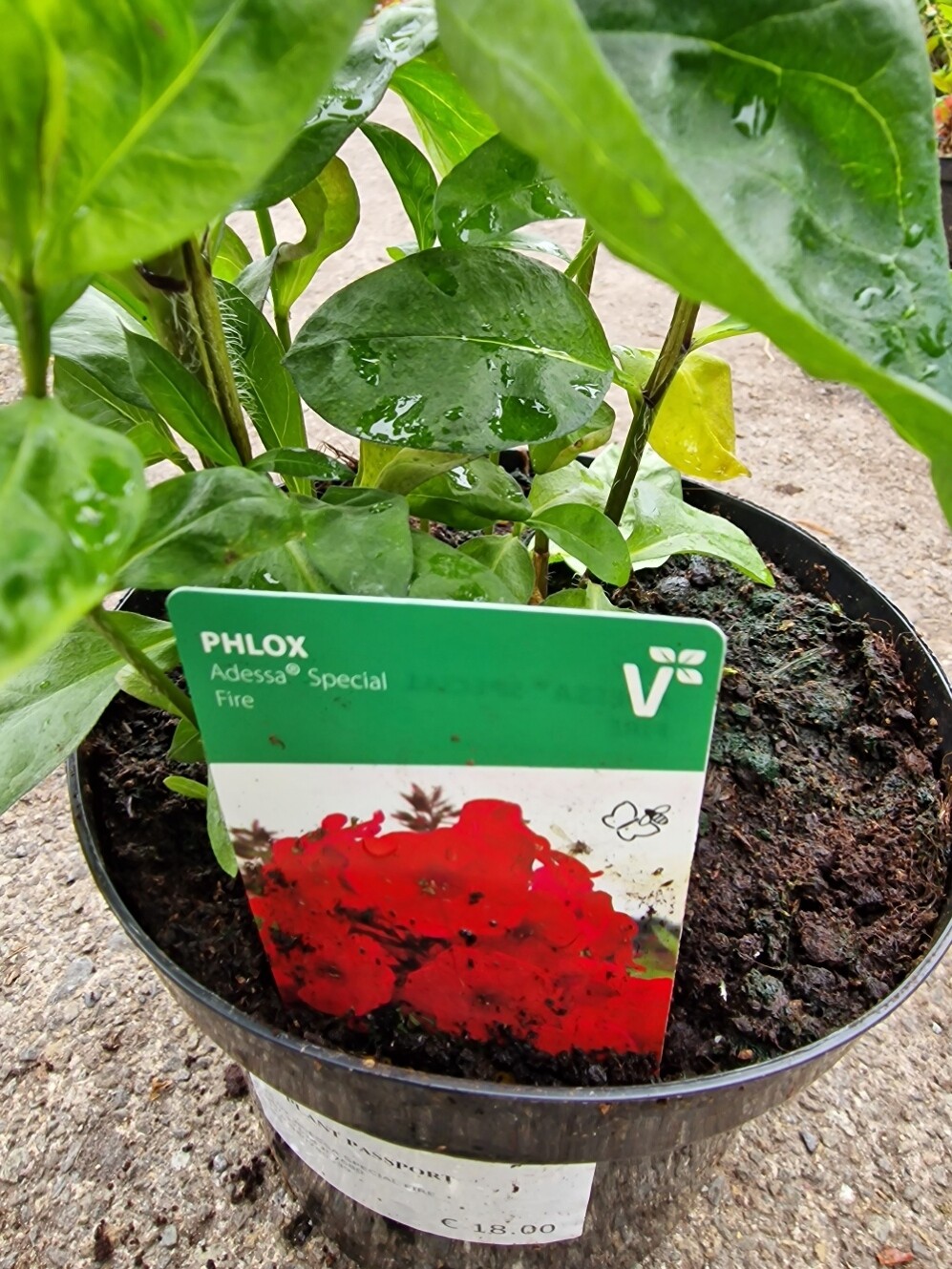 PHLOX- ADESSA Special Fire