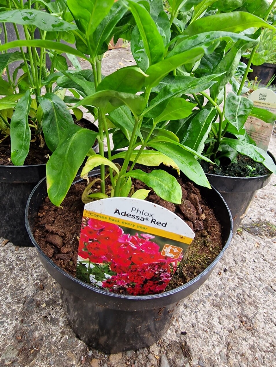 PHLOX- ADESSA Red