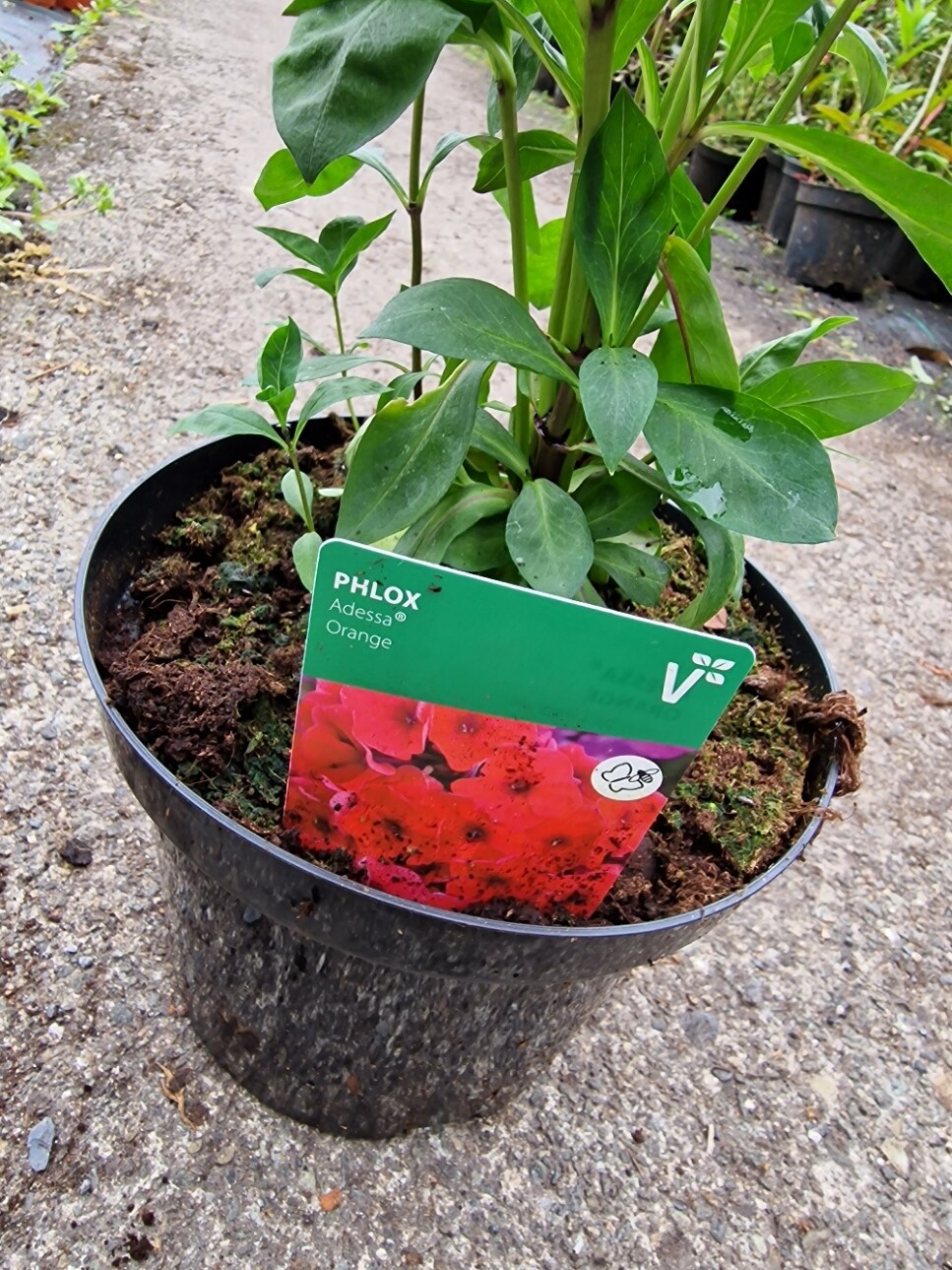 PHLOX- Adessa Orange