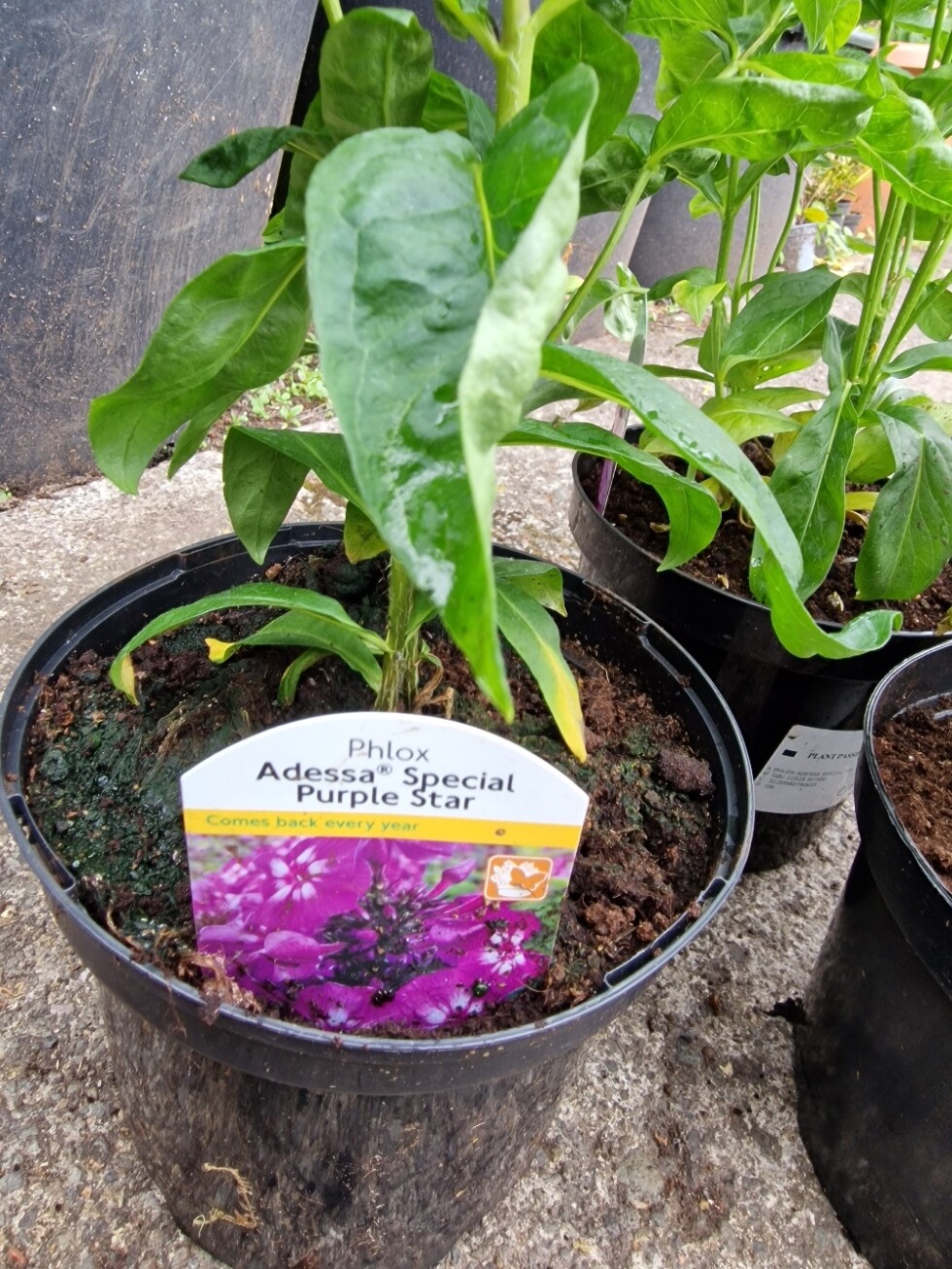 PHLOX- Adessa Special Purple Star Phlox Purple With White Eye fragrant flowers for months and lasts for years POTTED PLANTS PRUNED BACK ready for planting out!