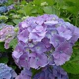 Hydrangea Macrophylla- Europa