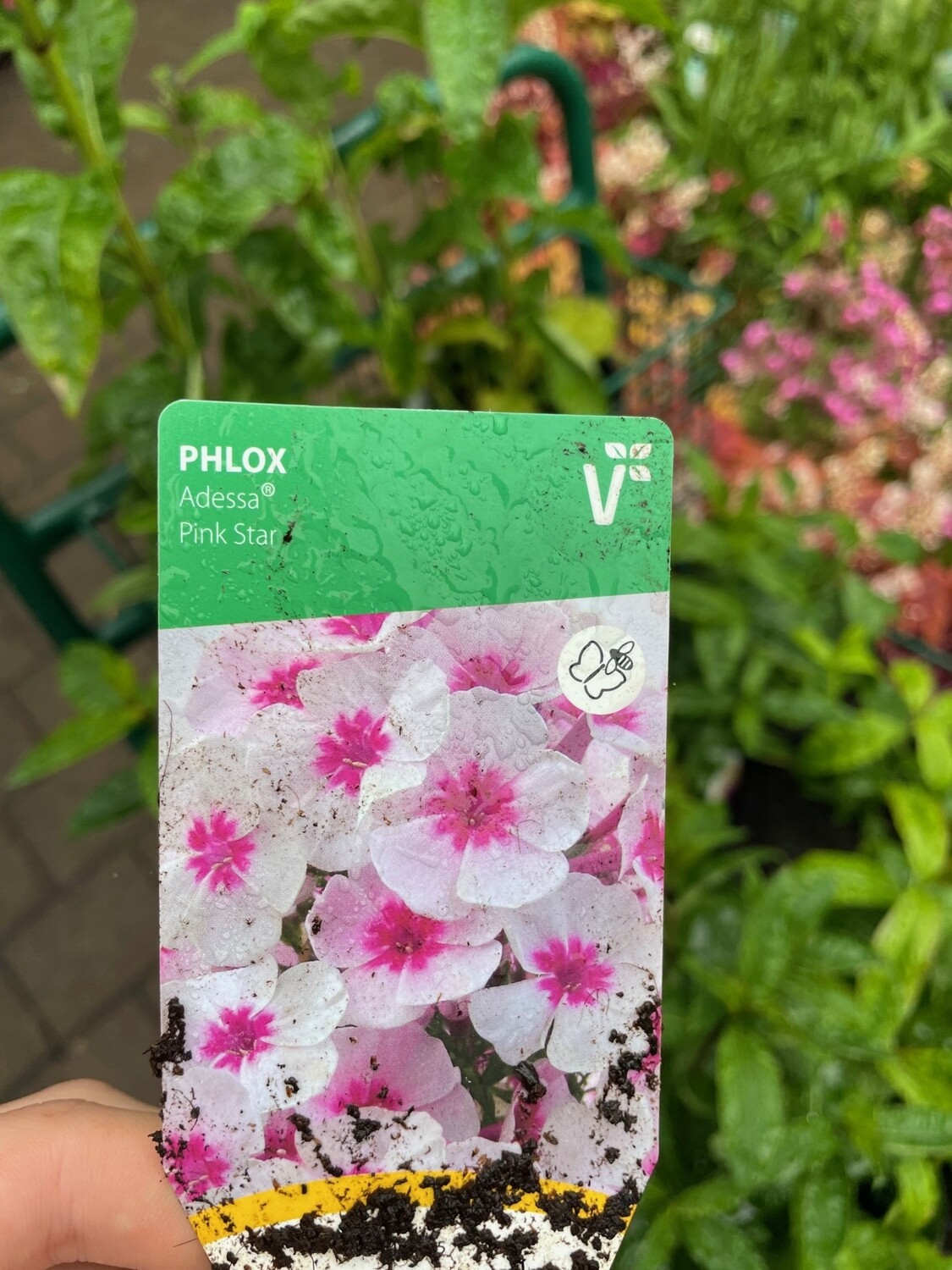 PHLOX- ADESSA Pink Star Phlox Pink Star Fragrant Flowers For Months ,Lasts for years