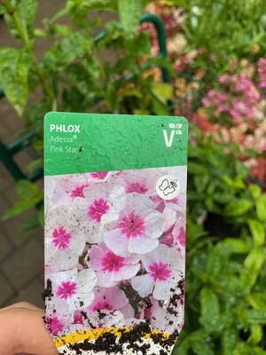 PHLOX- ADESSA Pink Star Phlox Pink Star Fragrant Flowers For Months ,Lasts for years