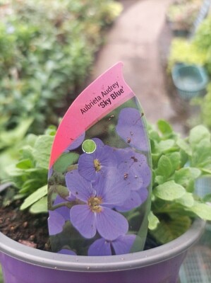 Aubrieta- Sky Blue