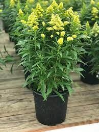 Solidago &#39;Little Lemon&#39; “Golden Rod “ Little Lemon flowers non stop for months and lasts for years