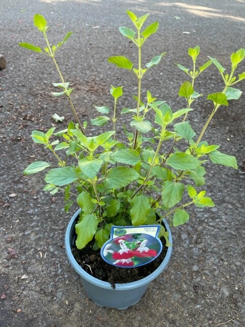 Salvia &#39;Hot Lips&#39;