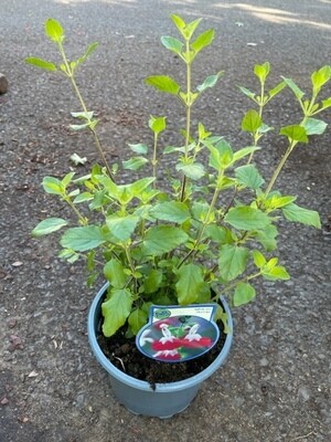 Salvia &#39;Hot Lips&#39;
