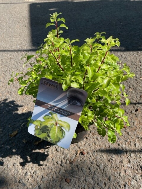 Pittosporum tenufolium &#39;Gold Star&#39;