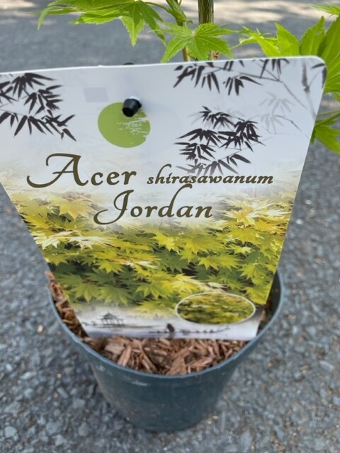 Acer - Japanese Maple Jordan (LARGE) Acer “Jordan” ,Golden Japanese Maple - happy in pots or sheltered spot in beds . Golden foliage in summer and stunning autumn foliage colours.
