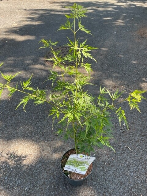 Acer palm. - Japanese Maple &#39;Seiryu&#39;