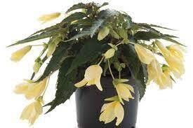 Begonia Waterfall Yellow for baskets and pots. Non stop flowers until October.