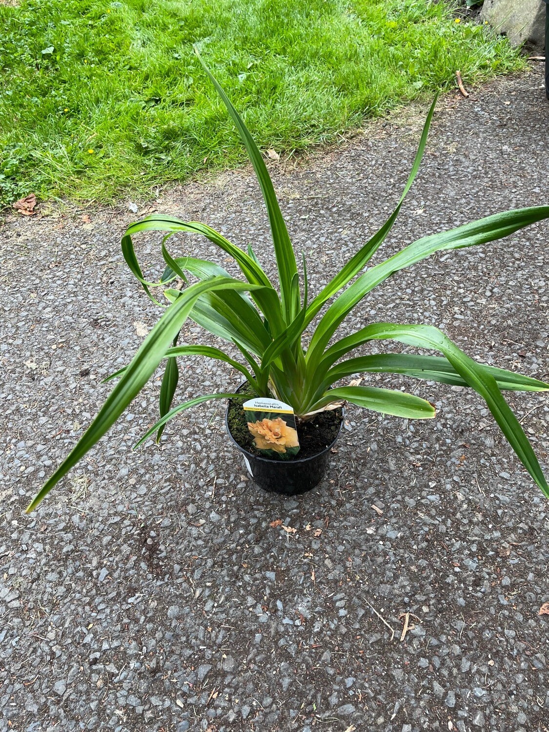 Hemerocallis &#39;Isabella Marafi&#39;