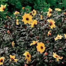 Dahlia Mystic &#39;Illusion&#39; Flowers Non Stop Until October, perfect for pots and containers.