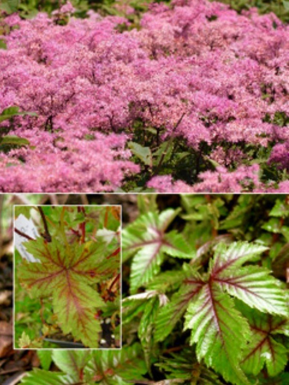 Filipendula/Meadow Sweet &#39;Red Umbrellas&#39;