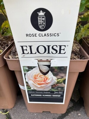 Fragrant Climbing Rose &#39;Eloise&#39;