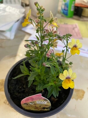 Nemesia &#39;Little Banana&#39;