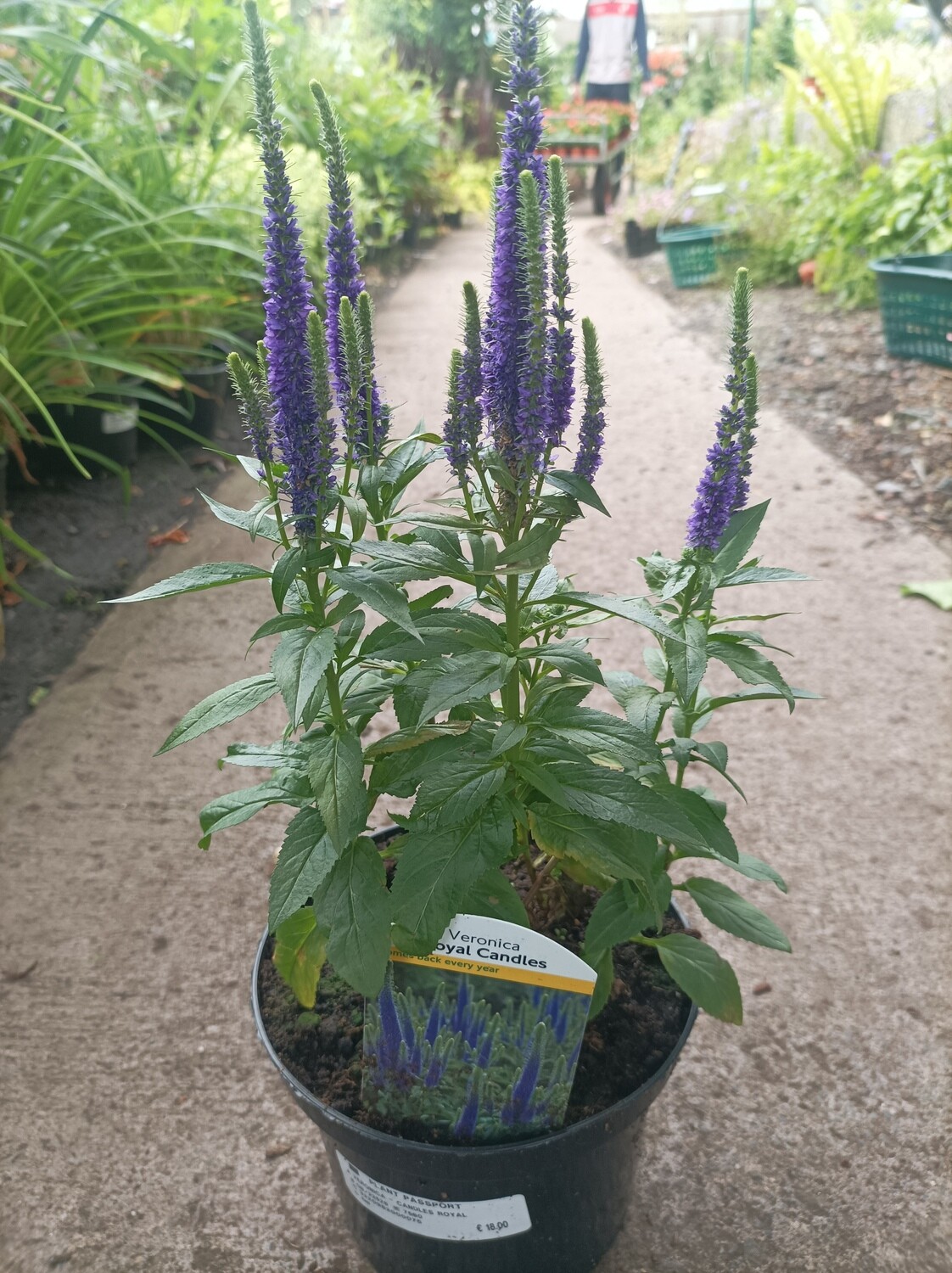 Veronica &#39;Royal Candles&#39;