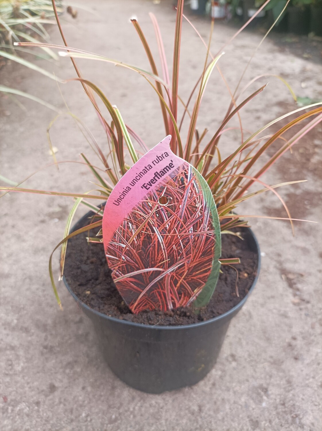 Uncinia Rubra Everflame,Hardy dwarf evergreen ornamental grass