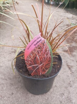 Uncinia Rubra Everflame,Hardy dwarf evergreen ornamental grass