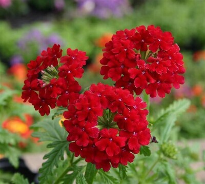 Verbena Vepita &#39;Dark Red&#39;