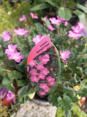 Erodium &#39;Bishop&#39;s Form&#39; Pink Bishop