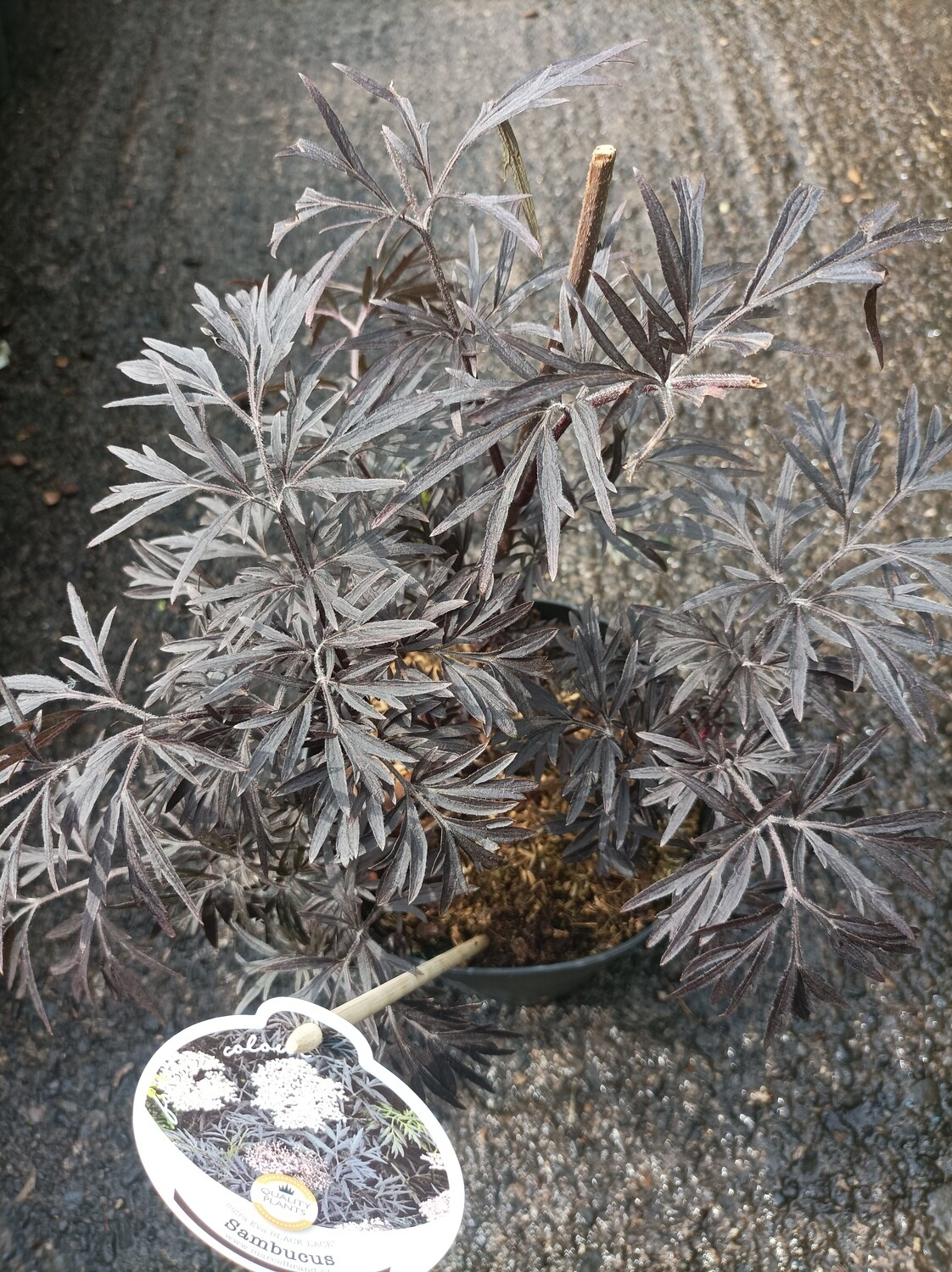 Sambucus - Black Lace Small pot grown plants