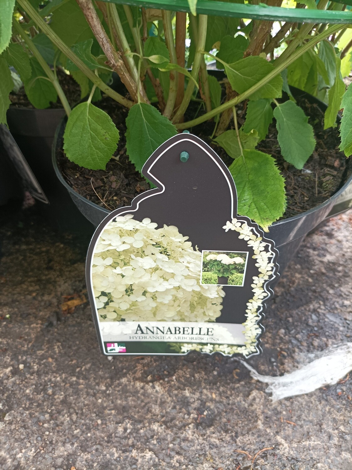 STRONG Hydrangea Annabelle - Large Size EXTRA LARGE SIZE