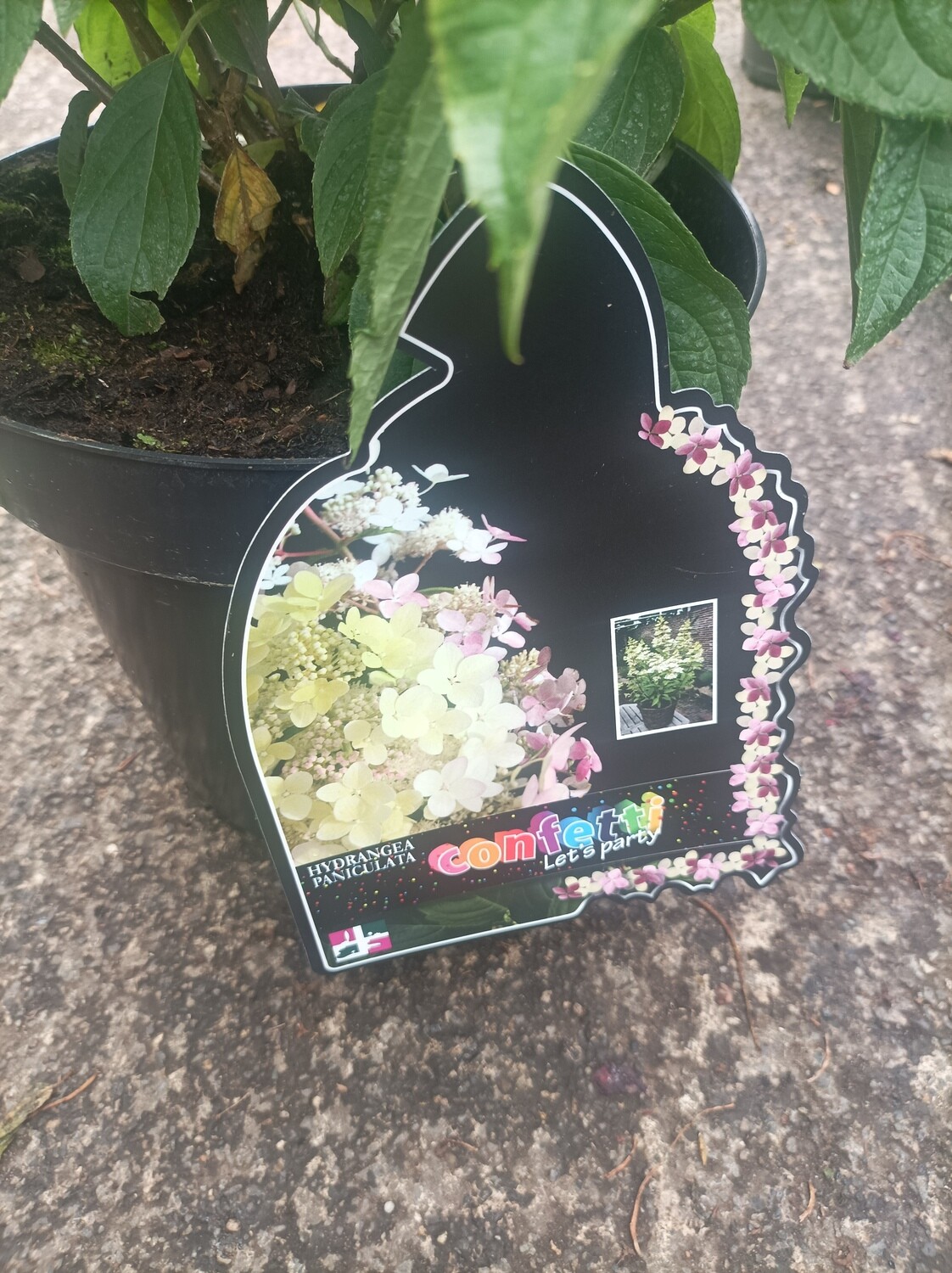 Hydrangea &#39;Confetti&#39; extra large size