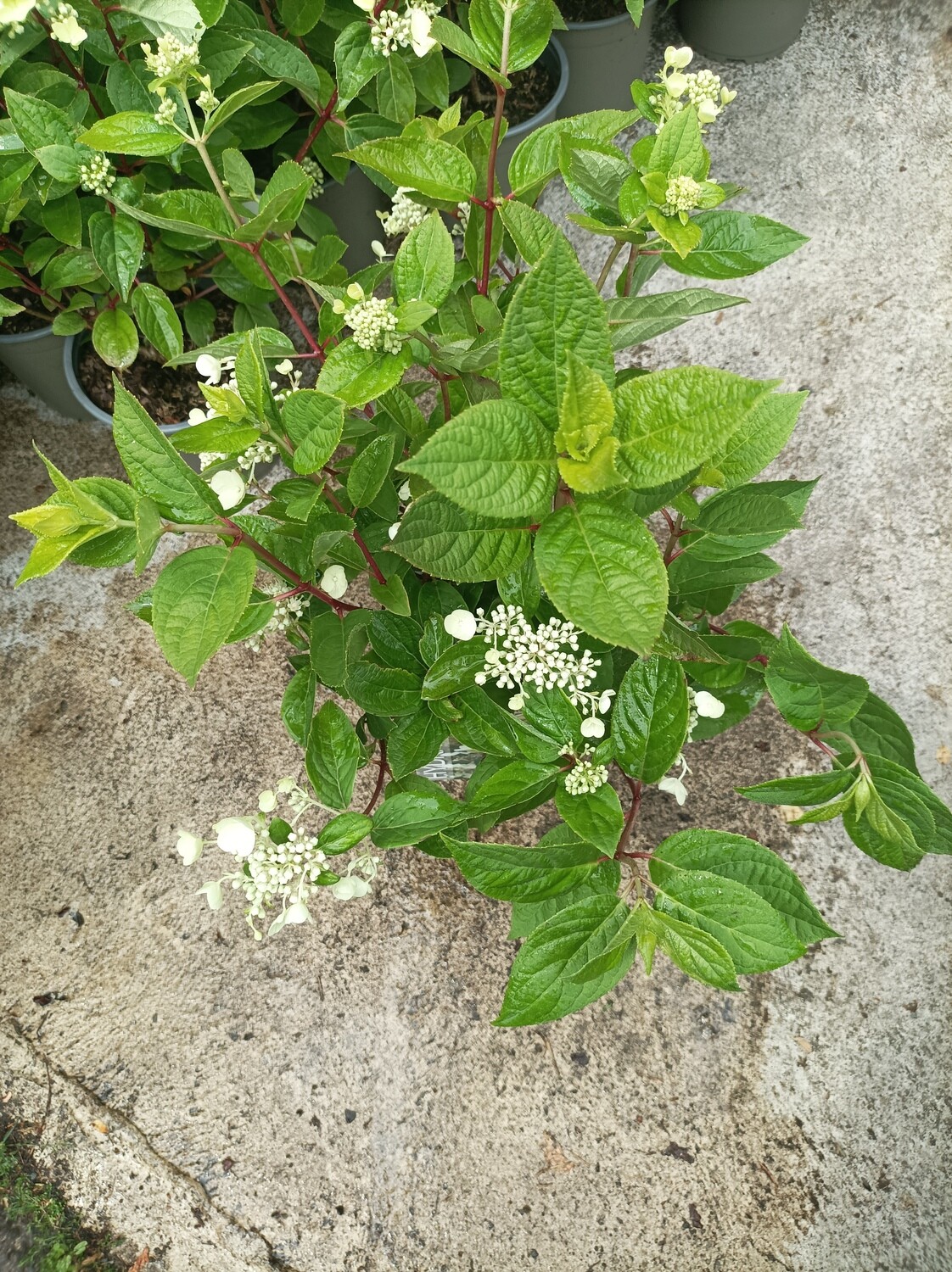 Hydrangea - “Wim&#39;s Red “Flowers from end of June until September. Flowers are at first large cone like and white ,turn pink and eventually red . Red foliage in autumn .