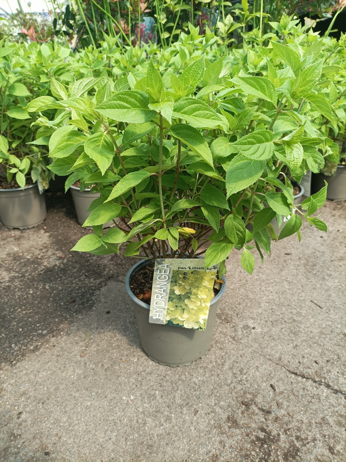 Hydrangea - Limelight . BUSH Flowers non stop from early July until October . Pot grown strong plants ,prune hard mid March for bushy healthy growth