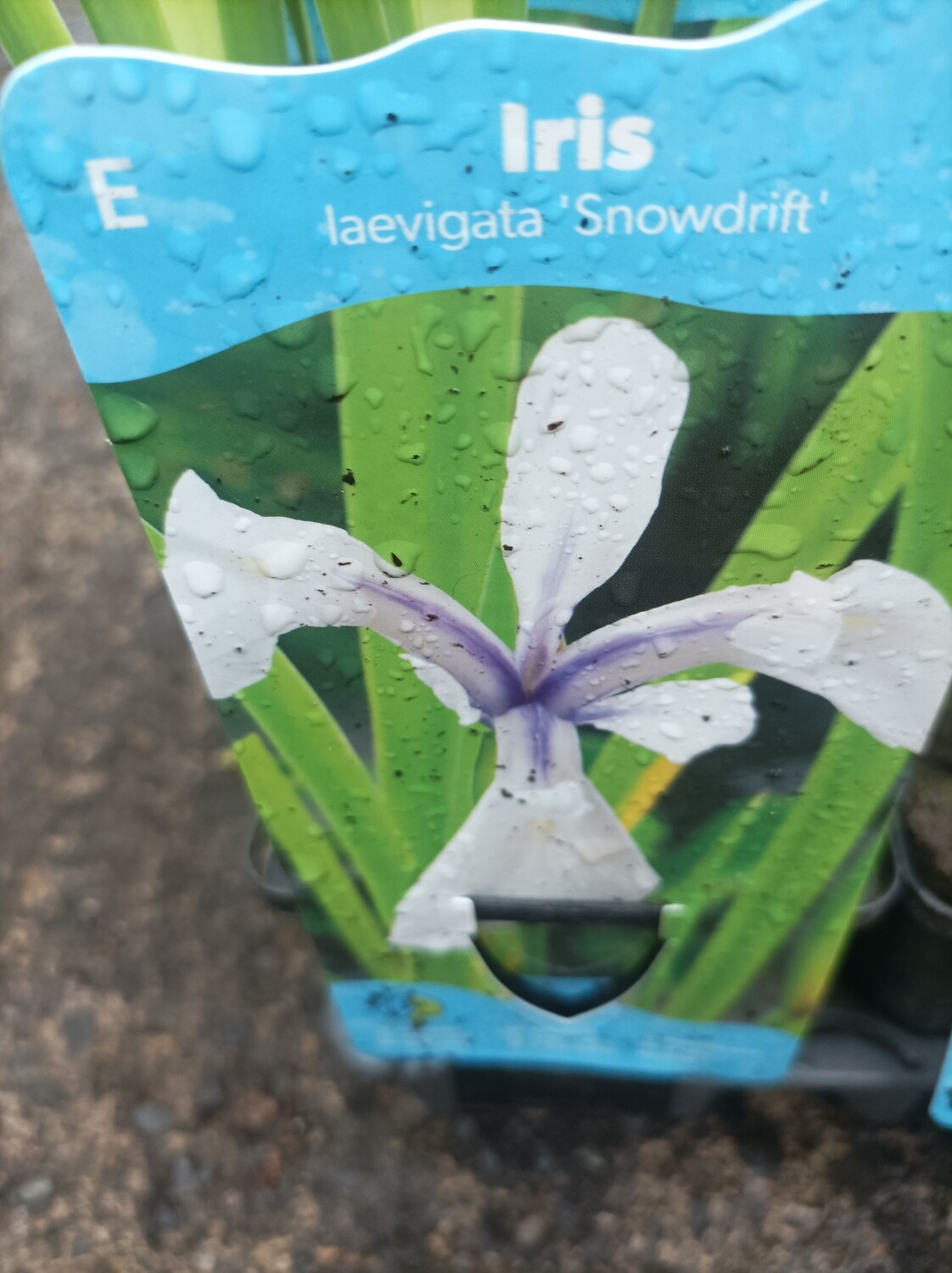 Iris - Snowdrift