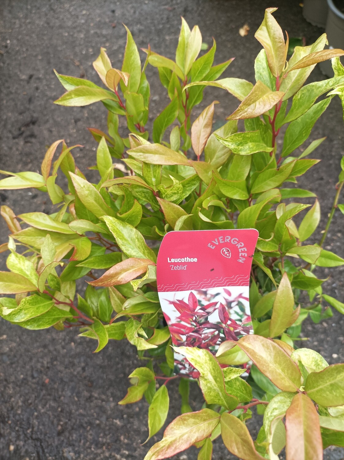 Leucothoe - Zeblid